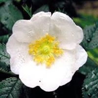 نسرين المناصرة