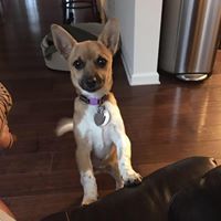 JoAnn Desiderio-Whatley