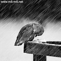 صاحبة السعادة