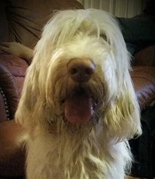 Falcor Spinone