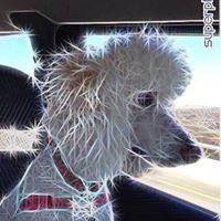 Anne Harrs Easterwood