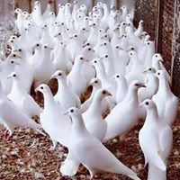 حور فى الخيام