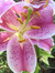 Tiger Lily