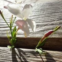 آلاء الشريف