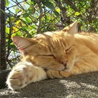 Любомир Георгиев