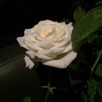 نور الإيمان