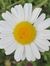 Debra