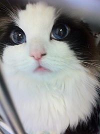 เอื้องผึ้ง เอื้องคำ