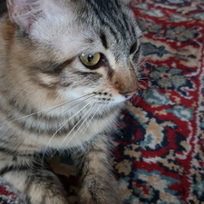 Fiqah AR
