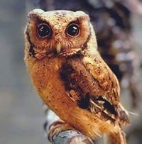 سمية بوافادن