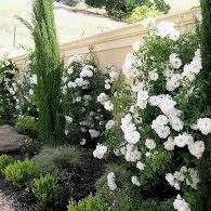 سعيد ابو مديغم