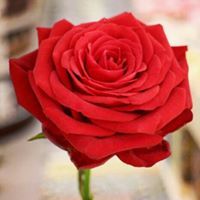 غصون السلام