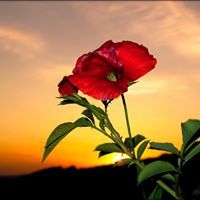 رجاء العيادي