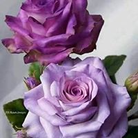 هناء البرديني