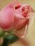 Arwa Al...