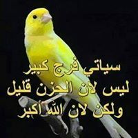 ضياء المطيري