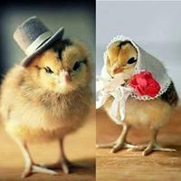 عروب عبدالله