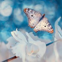 نسرين درويش