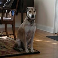 La Boheme (Consignment)