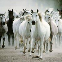 ياسر العمري السفياني