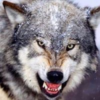 وسيم أبو خضير