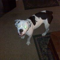 Plaedog Fang
