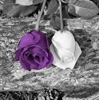 Aseel Jaber
