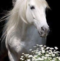 ابوبكر البيتي