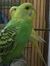 Irfan I...