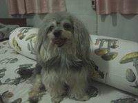 แตน ตัวจริง