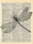 Libellula