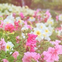 زرابي مبثوثة