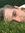 Alex Pease