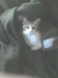 Carla Gutman