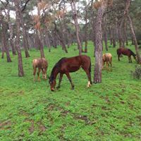 محمد الشويمره