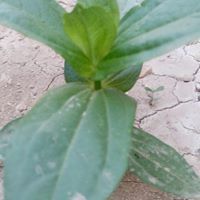 نعيم الخطيب