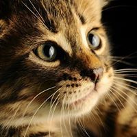 Judy cleverly3gmail.com