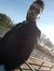 Furkan ...