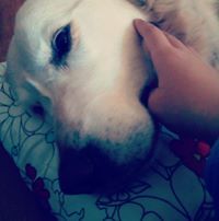 Fotini Devre-Mhliaresh