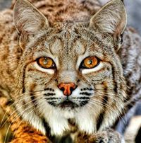 Яна Борисовская