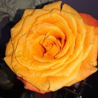 هاجر سعداوي