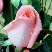 زهور الربيع