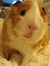 Danny Banner