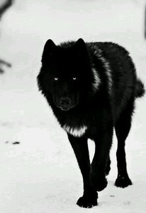 American Wolf