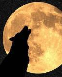 محمد التعايشي