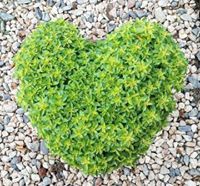 فاطمة دمرجي