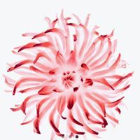 Brooklyn Smith Richardson