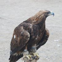 Л. Дэлгэрмөрөн