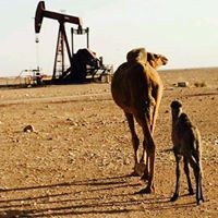 مجدي بوعقيله