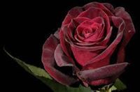 هومن ابراهیمی